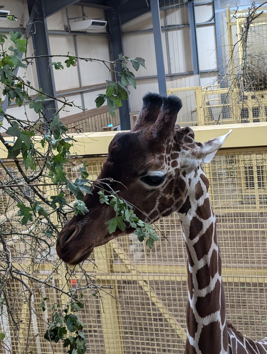 Dr Dan O'Hare tweet media