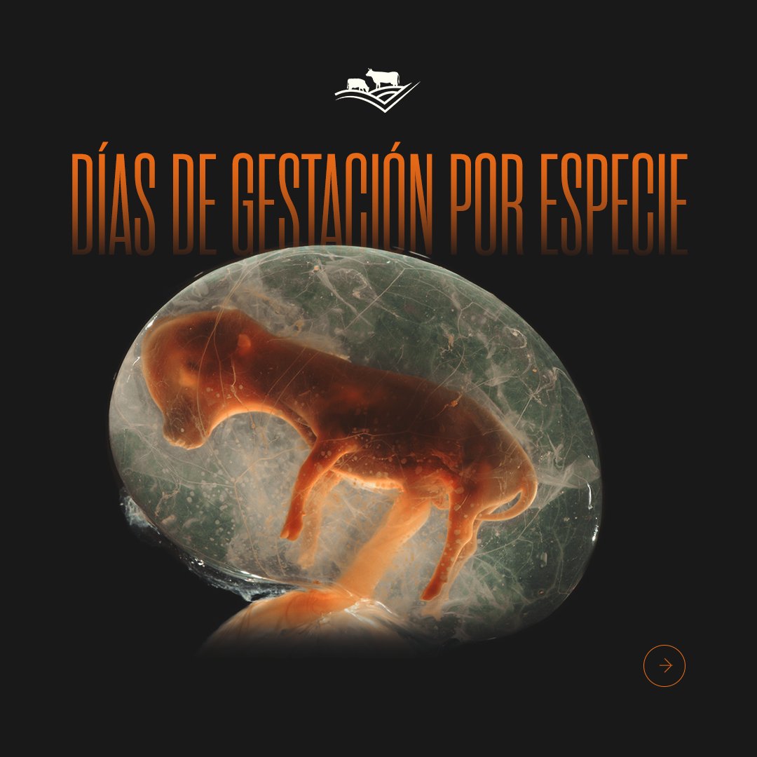 ranchingxprofit's tweet photo. Cada especie tiene su propio ritmo para dar vida. Conoce los días de gestación y mejora la planificación de tu hato.

¡Optimiza tu producción!

https://t.co/CFrwZdPx07
📲+52 (614) 239 7241 https://t.co/5UrCQ8Rzic