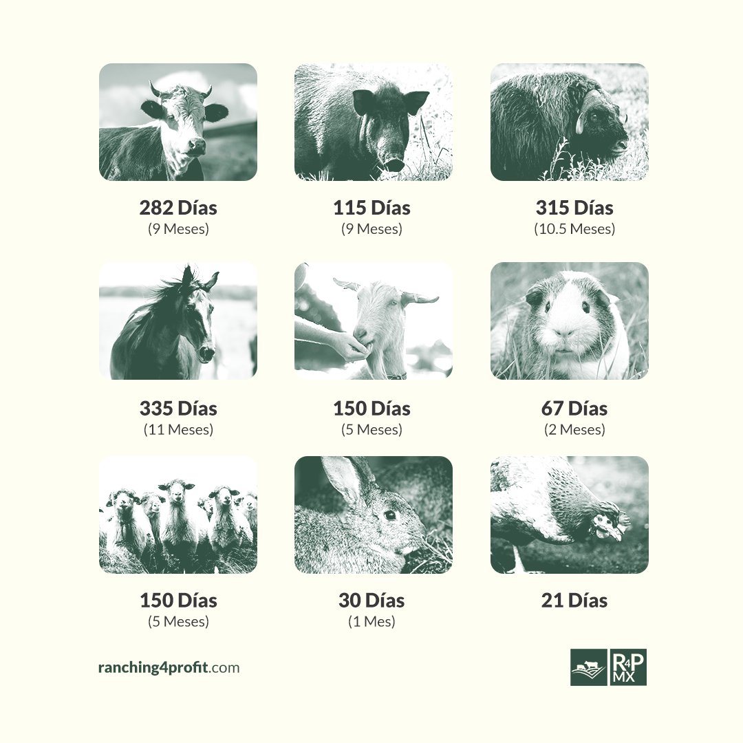 ranchingxprofit's tweet photo. Cada especie tiene su propio ritmo para dar vida. Conoce los días de gestación y mejora la planificación de tu hato.

¡Optimiza tu producción!

https://t.co/CFrwZdPx07
📲+52 (614) 239 7241 https://t.co/5UrCQ8Rzic