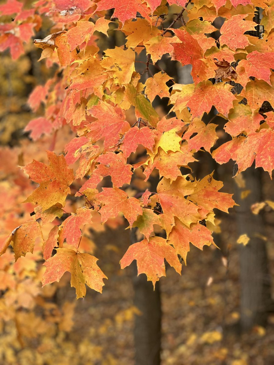 pace_cardiology's tweet photo. Spending time outdoors can reduce stress, lower blood pressure, & boost your mood. Take a walk, soak in the fresh air, & let nature do wonders for your #heart health this season!
#FallWellness #HeartHealth #OutdoorBenefits #Cardiology #Cardiologist https://t.co/lKjQHuZ6nV