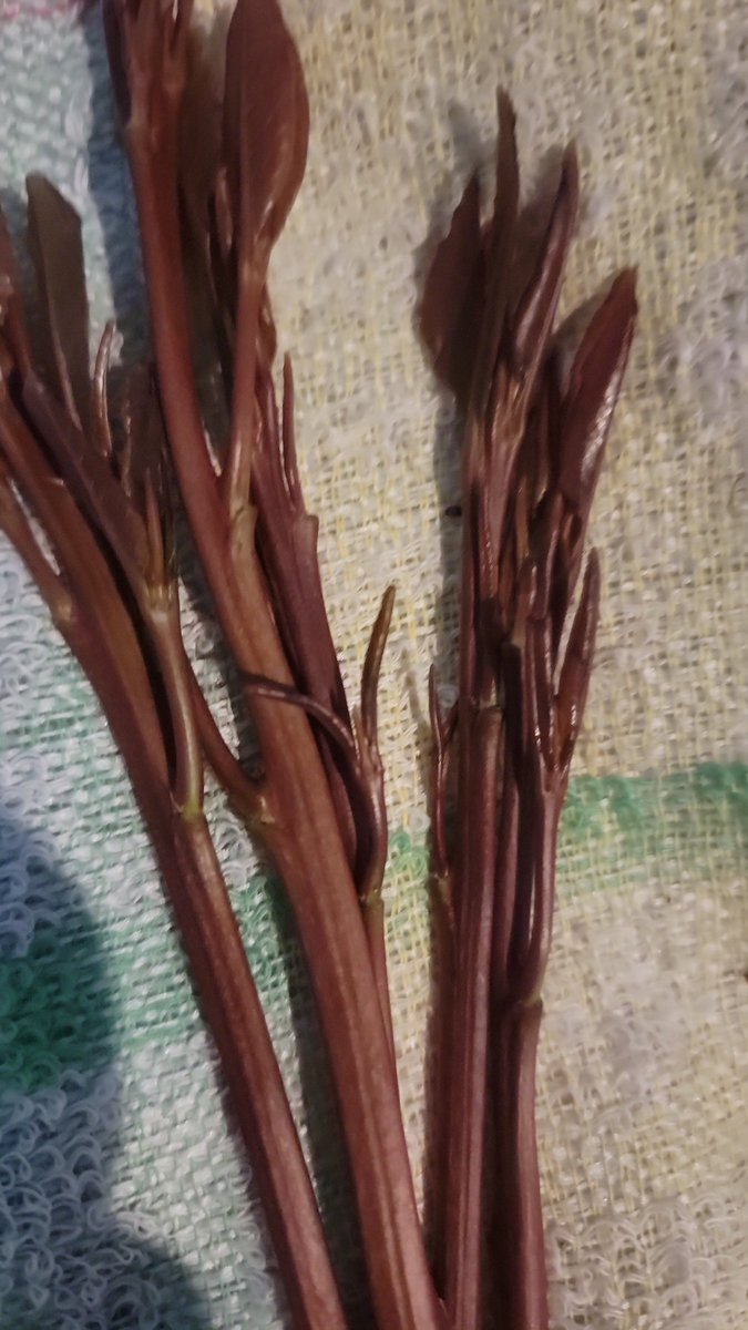 ليلت خميس كلن معاحبيبه