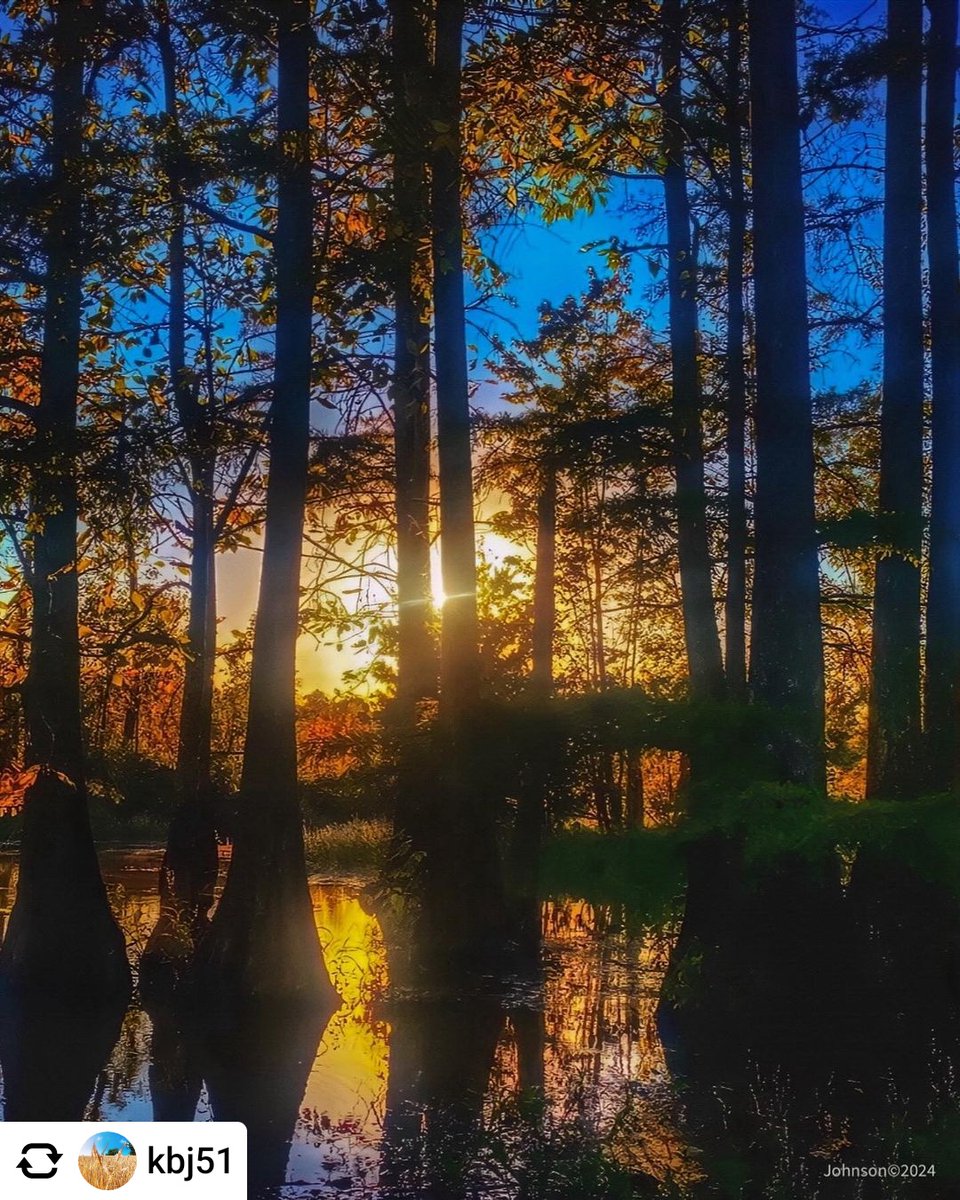 Cypress_Info's tweet photo. Happy #TreeThursday!
Photo by @kbj51
#SouthernCypress #cypress #cypresstrees #baldcypress #baldcypresstrees #RealAmericanHardwood #AmericanHardwoods #nature #naturephotos #naturepics #landscapephotos #landscapepics #treephotos #treepics https://t.co/bakaD2Gpth