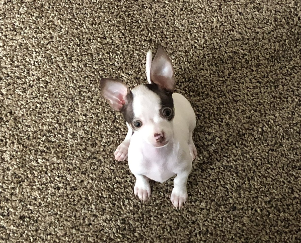 BrookeHunter200's tweet photo. @realTrumpNewsX My puppy https://t.co/lD1y0G4XZF