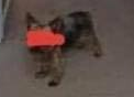 MirrorTagged's tweet photo. What if that dog figured out how to get on the internet https://t.co/Mqh1xEUBy3