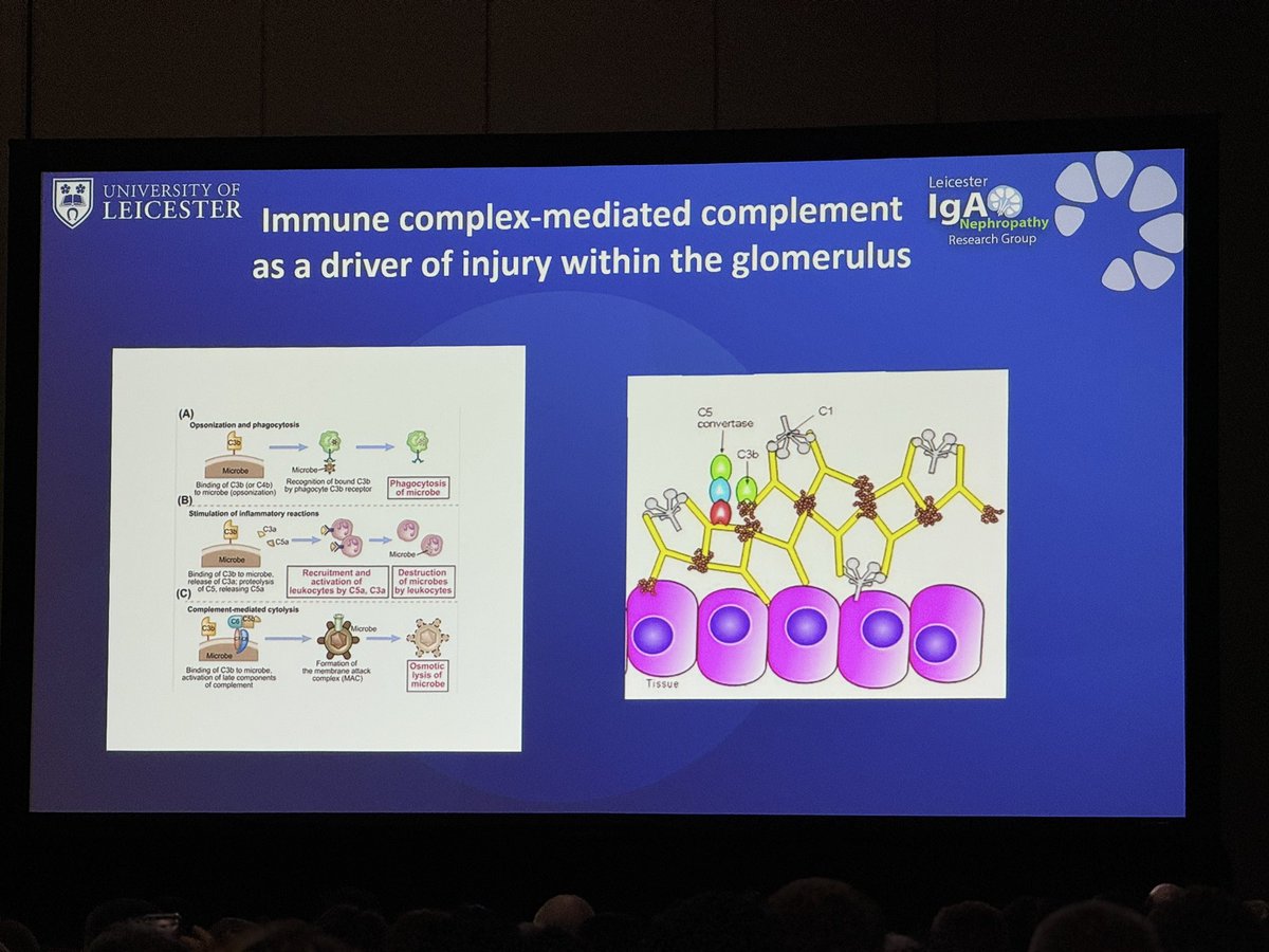amitmahapatra's tweet photo. Second talk in the series of complement activation in Glomerulonephritis by Jonathan Barratt-Complement as a driver of disease and target of therapy. Looking forward for SANCTUARY &amp; ICAN Study outcomes.  #KidneyWk #ISNIndia #ASN2024 #ISN (24.10.24, 11 AM SanDiegoConventionCentre) https://t.co/JZVG7dtVXj
