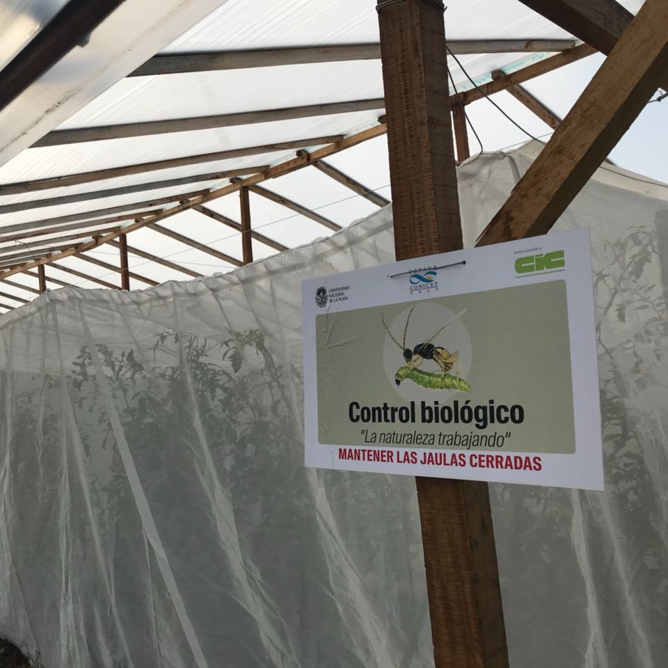 cepave_conicet's tweet image. El Grupo de Ecología de Plagas y Control Biológico del CEPAVE presentó el pasado 10 de octubre de 2024, en la Chacra Experimental MDA Gorina, dos ensayos que se están llevando a cabo en ese marco, destinados a evaluar agentes de control biológico de plagas hortícolas.