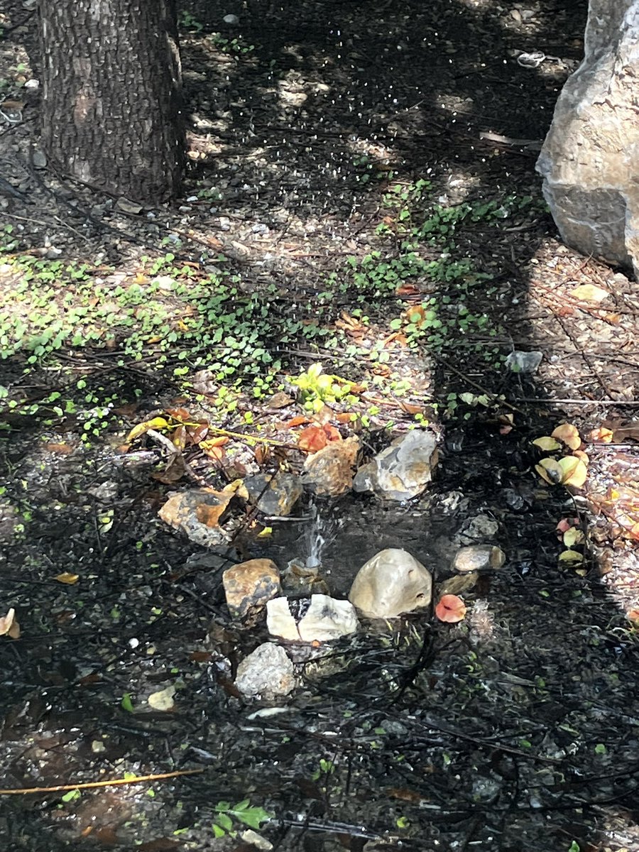 jaarballo's tweet photo. @MAGS_SP @SanPedroNL @ayd_monterrey 

Esta fuga de agua tiene +2 semanas sin parar. 

Calle joya del venado. https://t.co/7zmaCC3aaq