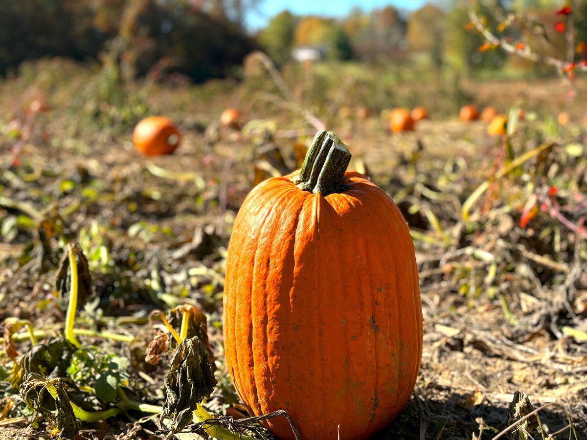 JadeDesign3's tweet image. SAVE THE DATE - Dec. 4

Autumn has arrived, bringing pumpkins, apples, hayrides, corn mazes, and a touch of cinnamon.

Join our annual fundraiser, featuring a hands-on workshop, Design &amp;amp; Wine!
 
Cost: $45
RSVP: corinne@jadedesign.org or 
Venmo @jadedesign 

@JadeDesignsocial