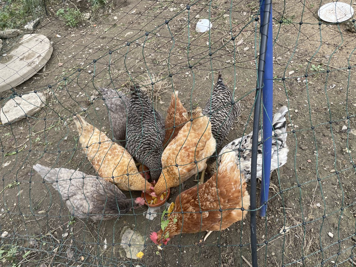 FrauZimmy tweet media