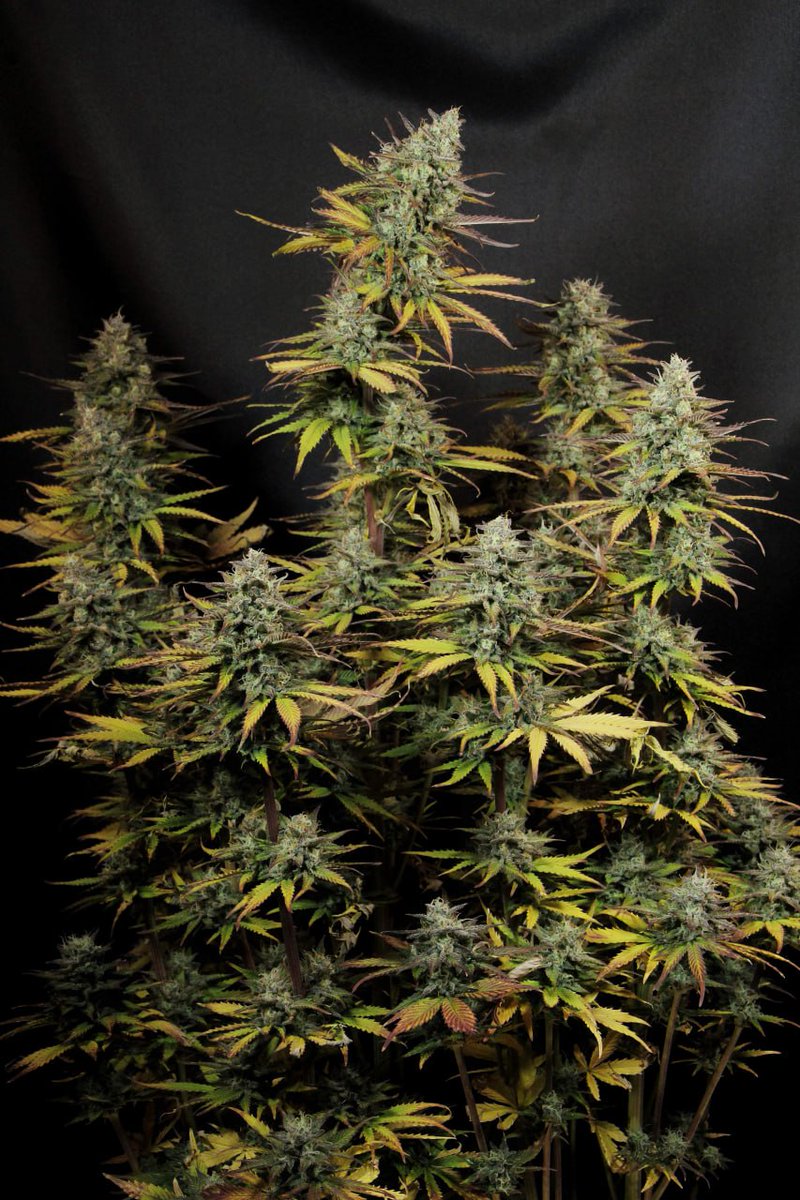 KannabiaSeedsDE's tweet photo. 😳 Wenn die Größe wirklich eine Rolle spielt!🔝
📸 #KriticAuto von #Kannabia🌱, mit exquisitem Geschmack und potenter Indica-Wirkung, ist unsere Neuerfindung der hochgelobten #CriticalMass
Probiere etwas mit einem anderen Dreh ➡️ https://t.co/1KnuZsrAWr
#PROMO mit 40% #Rabatt https://t.co/v3thl3VqvZ