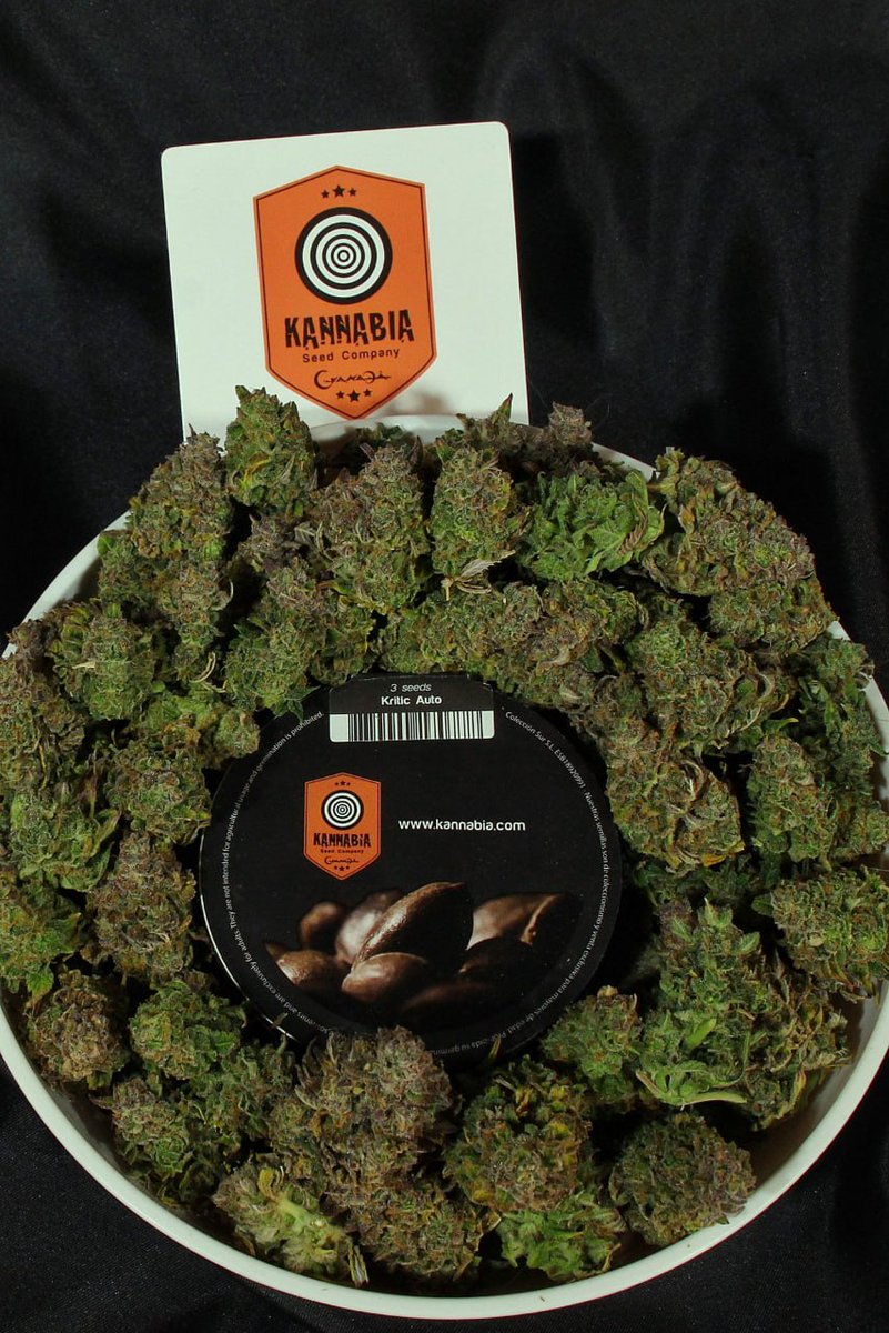 KannabiaSeedsDE's tweet photo. 😳 Wenn die Größe wirklich eine Rolle spielt!🔝
📸 #KriticAuto von #Kannabia🌱, mit exquisitem Geschmack und potenter Indica-Wirkung, ist unsere Neuerfindung der hochgelobten #CriticalMass
Probiere etwas mit einem anderen Dreh ➡️ https://t.co/1KnuZsrAWr
#PROMO mit 40% #Rabatt https://t.co/v3thl3VqvZ