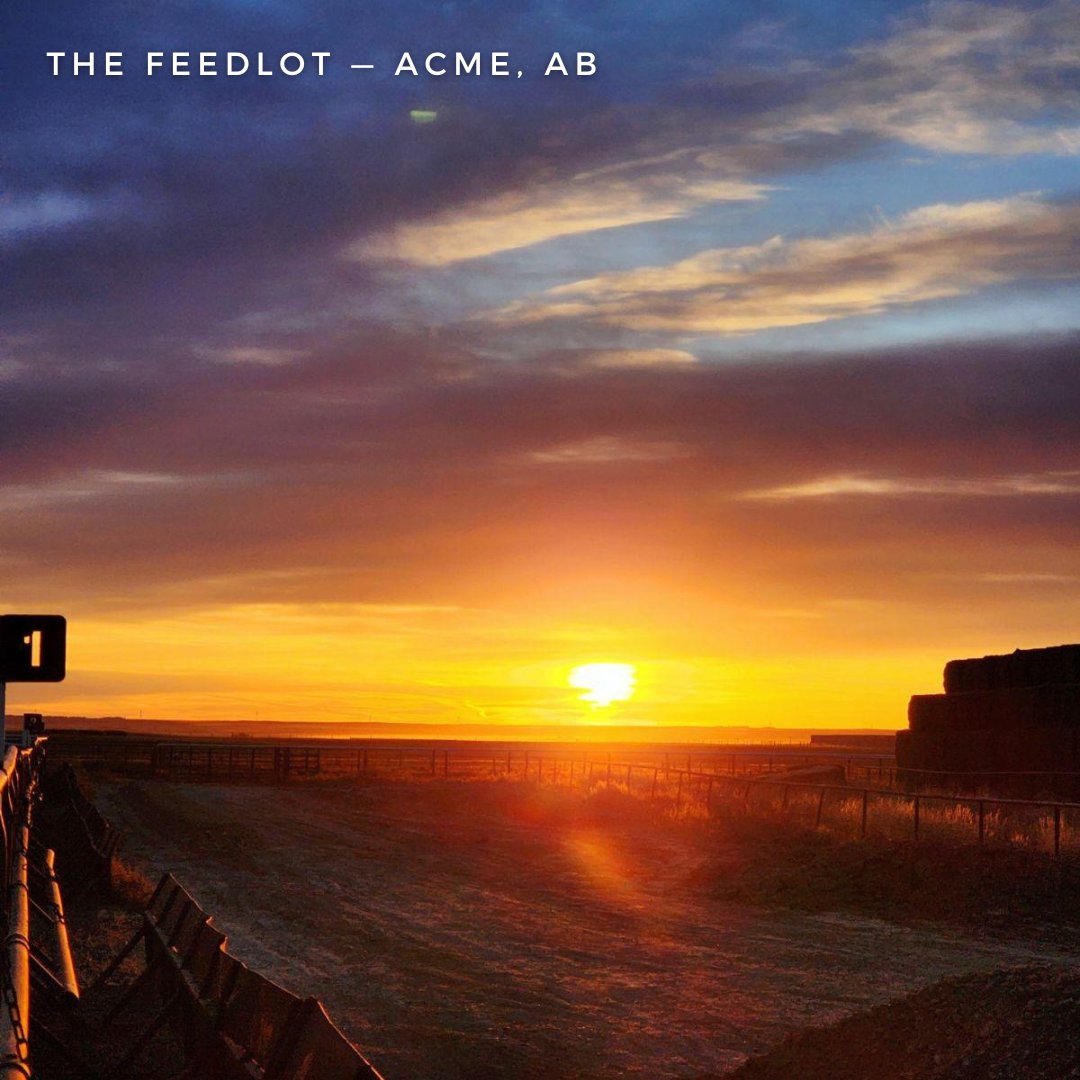 21Highway's tweet photo. Is there anything better than sunrise (or sunset) views from the feedlot?

Every day starts and ends with moments like these—and we wouldn’t trade it for anything.

#ranchviews #farmlife #albertaranch #farmer #feedyard #sunsetview #feedlot #cattle https://t.co/RTpmg6QDo9