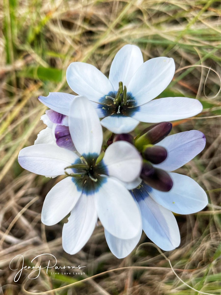 JennyPaPB's tweet photo. Big shoutout to CoCT for โgiving endemic flowers time to bloomโ & helping conserve this threatened beauty!
#cityofcapetown #criticallyendangered #biodiversity #urbanpark #endemic #wildflowers #fynbos #Renosterveld #nature #inaturalist #botsocsa #citizenscience #crewcitsciza https://t.co/svCSIeOchK