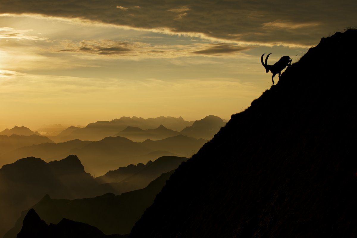 This Alpine ibex silhouetted against a sunlit horizon is representative of this species’ rebound story. These goats were saved by conservation efforts that increased their population from under 100 to nearly 30,000 today. 📷 by ’24 Terrestrial Wildlife Finalist Radomir Jakubowski