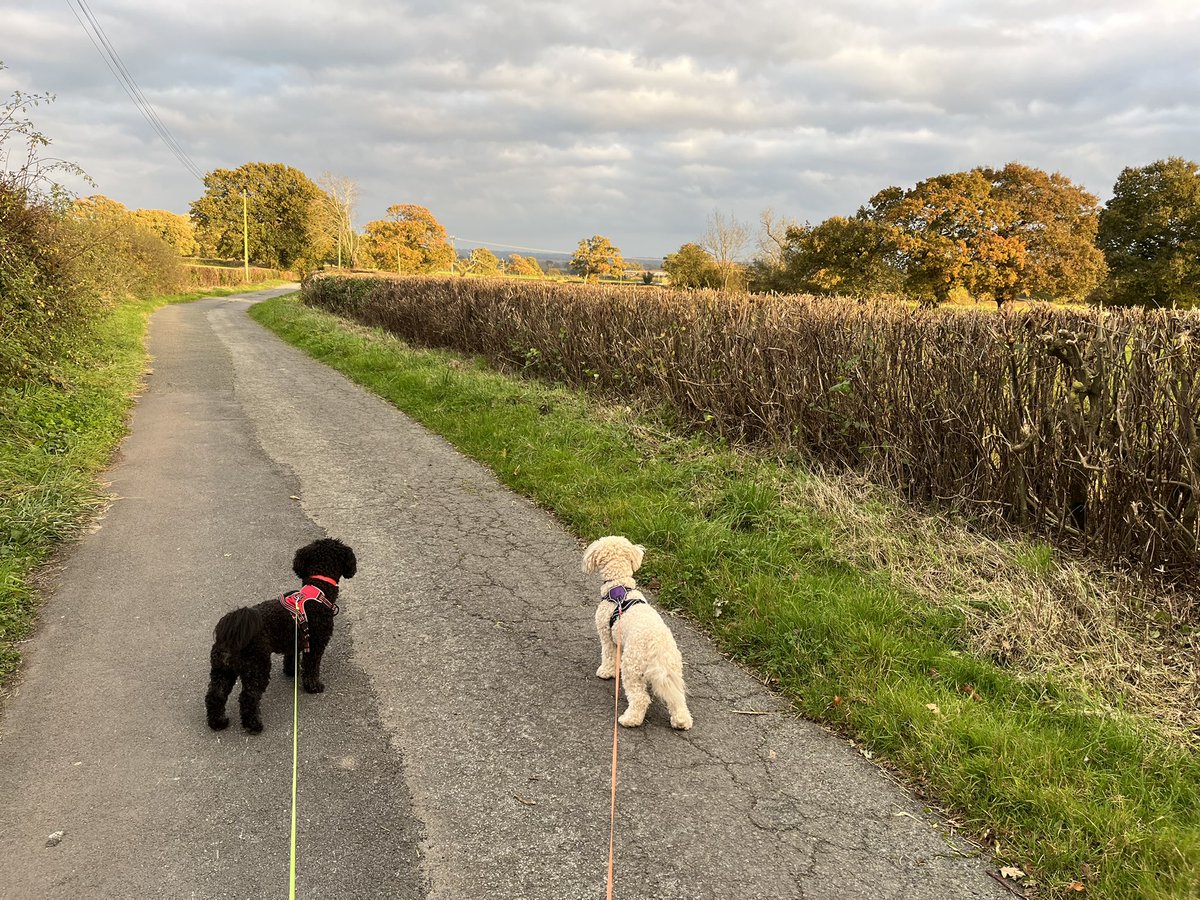 Peaceful ☺️ an Autumn evening dog walk 🐕‍🦺🍁🦮🍂 🏴󠁧󠁢󠁷󠁬󠁳󠁿