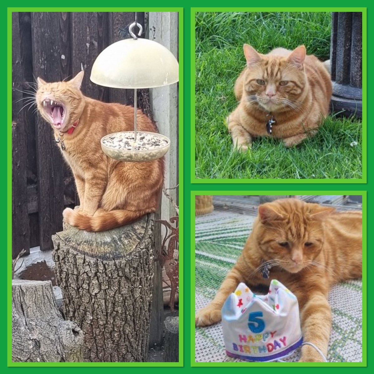 📢 Calling all #Hedgewatch-ers! Please welcome Charley <a href="/carlbunting4/">Carl bunting</a> to the team! 🌳🐾

Here we see Charley doing VEGAN and RUSTLE shifts at his home in Rotherham, UK 🇬🇧