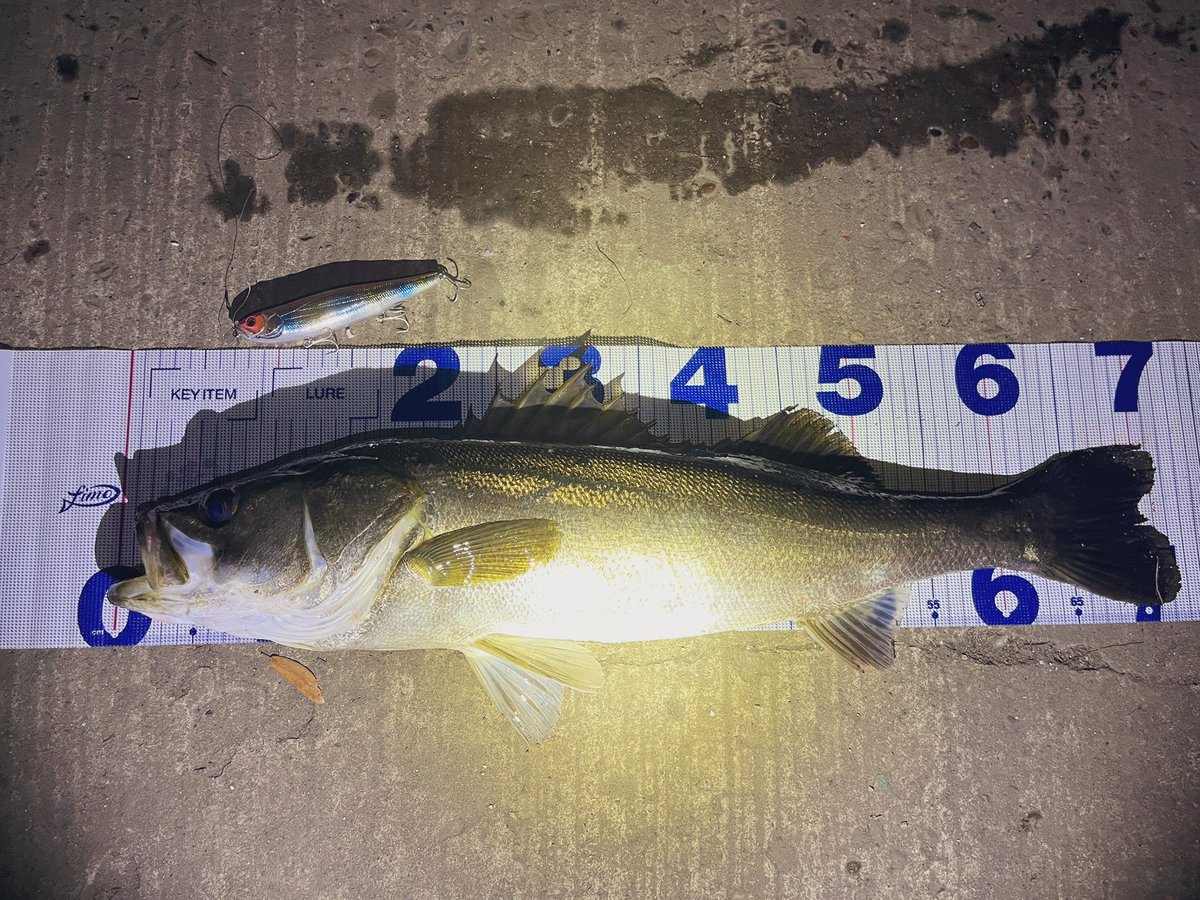 bashi_children's tweet photo. 水面爆発💥
 #imakatsu 
 #slamdogmonster
 #DAIWA #LATEO #TATULA
 #昌栄 #ino https://t.co/CSGO6zhb40