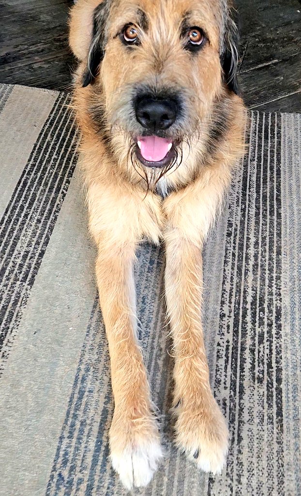 Handsome Bailey #dogs #puppy