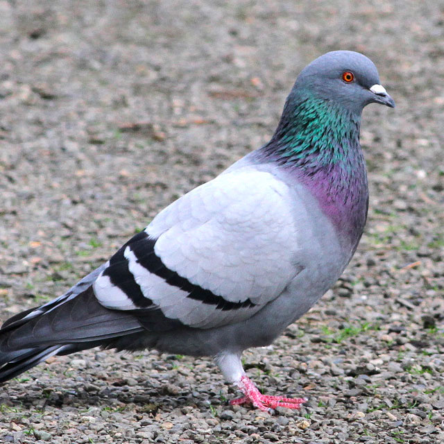 FalconryFinance's tweet photo. We have an official pigeon pride flag https://t.co/0AM2PnlbaX