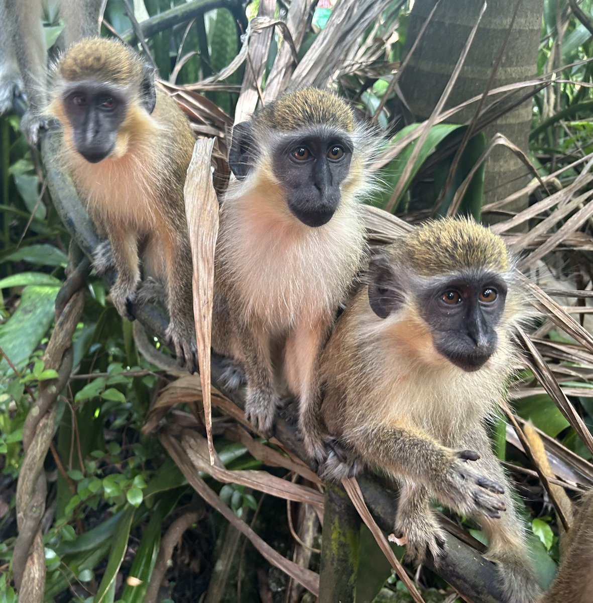 Katy__Perry's tweet image. 🙈🙉🙊. Never ever will I get tired of visiting this beautiful island. #Barbados