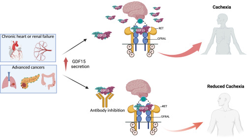 Cancer_Cell's tweet image. Online Now: GDF15 research from bench to bedside dlvr.it/TFhfNK