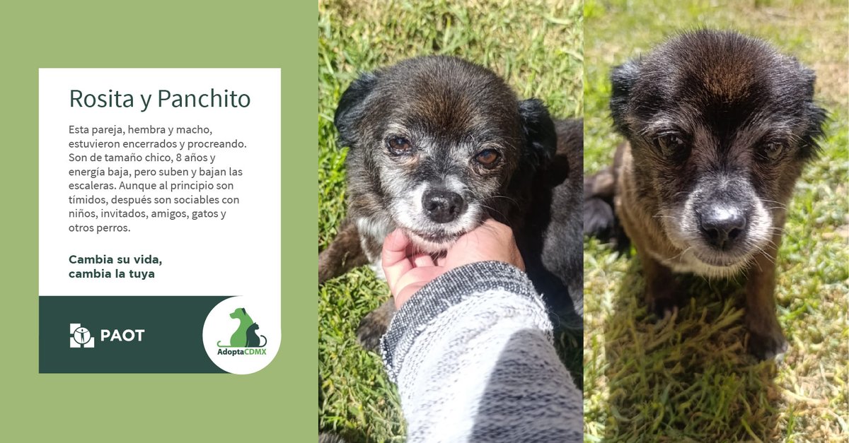 PAOTmx's tweet photo. Rosita y panchito 🧸pasaron mucho tiempo encerrados😖, les cuesta un poco de trabajo convivir.🫣
Ya que tienen confianza😛son muy amistosos🤗 hasta con gatos.🐱
¿Te animas a darles un hogar🏘️ y mucho amor❤️?
Datos de contacto👇
📲5552527231
✉️ malu@fundaciontomy.org https://t.co/587bSD9al4