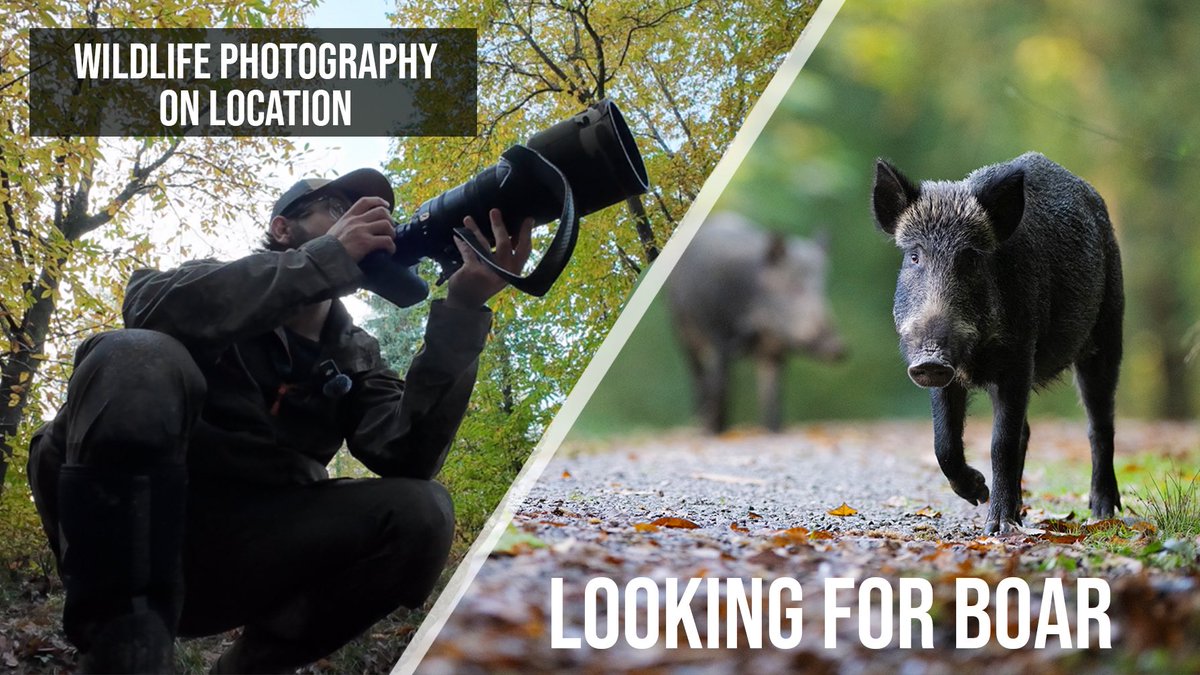 New YouTube video online - getting out to photograph Wild Boar in the Forest of Dean! 

UK Wildlife Photography | looking for Wild Boar in the Forest of Dean | Nikon Z9 + 300mm 2.8 VR
youtu.be/gTX-ZF2Lq-A