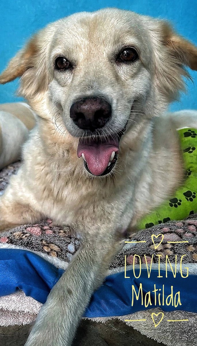 SRLscriber's tweet photo. @wearehappydoggo https://t.co/WgYTLt3qZ4