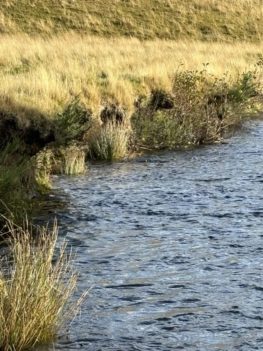 Dee Ward tweet media