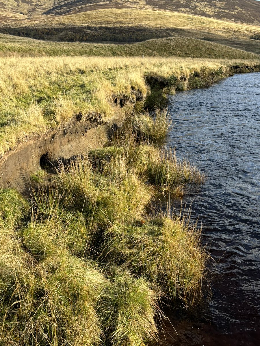 Dee Ward tweet media