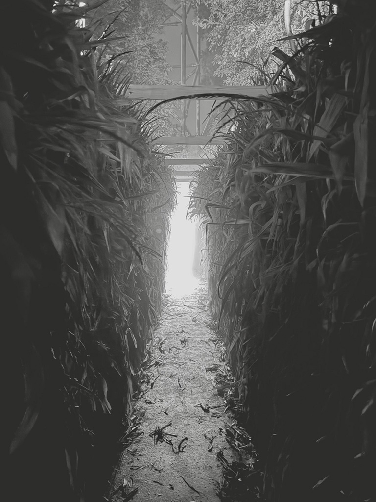 cedarpoint's tweet photo. There's nothing 🌽 corny about the screams and scares that await you inside CornStalkers as #HalloWeekends returns tonight at 6. 

https://t.co/iDH0MXiBBd

📷 @bradbonaroti https://t.co/mCY0qAvlKP