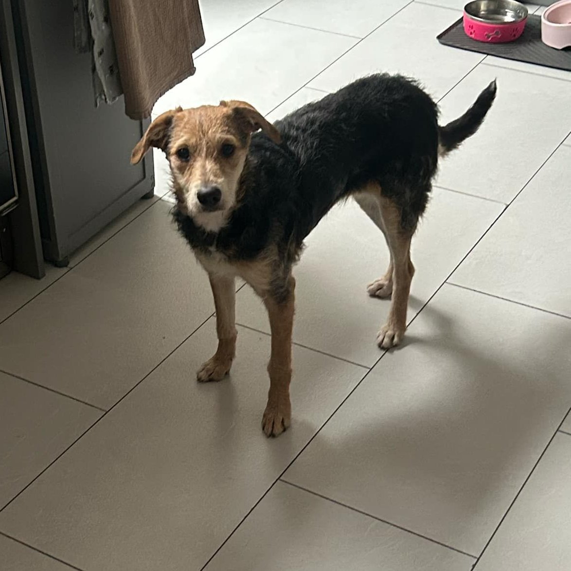 rescuedoggypaws's tweet photo. Cassia is in foster in #Leicestershire    Her foster says. "Cassia is extremely friendly and gets along well with cats and dogs. She toilets outside and doesn’t have accidents indoors. Her favourite thing to do is cuddle and she really is very loving
#Derbyshire #Nottinghamshire https://t.co/9VmlWnpthC