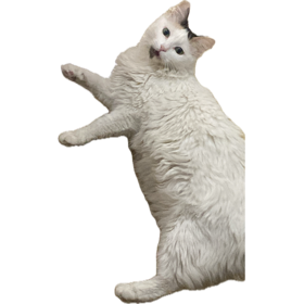 Una ensaladita de arroz, tomate, huevo y mayonesa para que se te reinicie el día de monotributista.