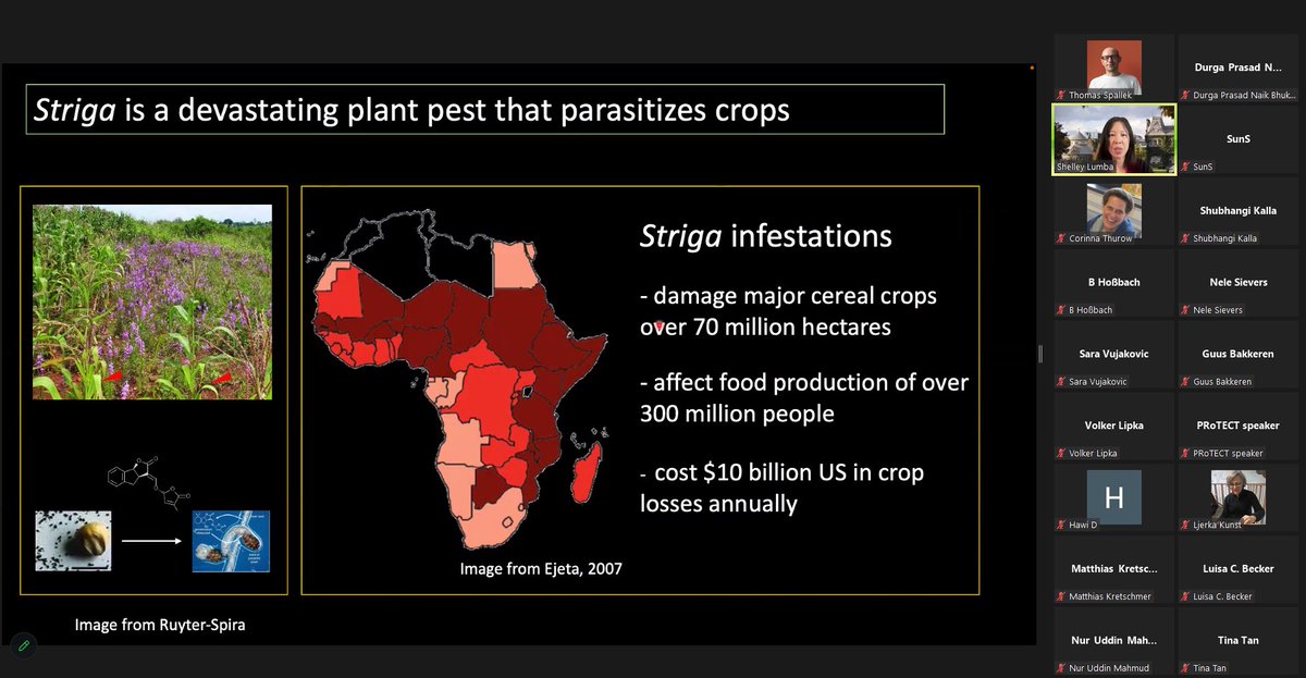 IRTG_PRoTECT (@irtg_protect) on Twitter photo Glad to hear an exciting and insightful talk from Dr. Shelley Lumba <a href="/Lumba_lab/">Shelley Lumba</a>
“One signal, two modes of perception: How strigolactones are perceived by plants and fungi.”
Check out this exciting work,
How do plants talk to fungi?
sciencedirect.com/science/articl… Glad to hear an exciting and insightful talk from Dr. Shelley Lumba <a href="/Lumba_lab/">Shelley Lumba</a>
“One signal, two modes of perception: How strigolactones are perceived by plants and fungi.”
Check out this exciting work,
How do plants talk to fungi?
sciencedirect.com/science/articl…
