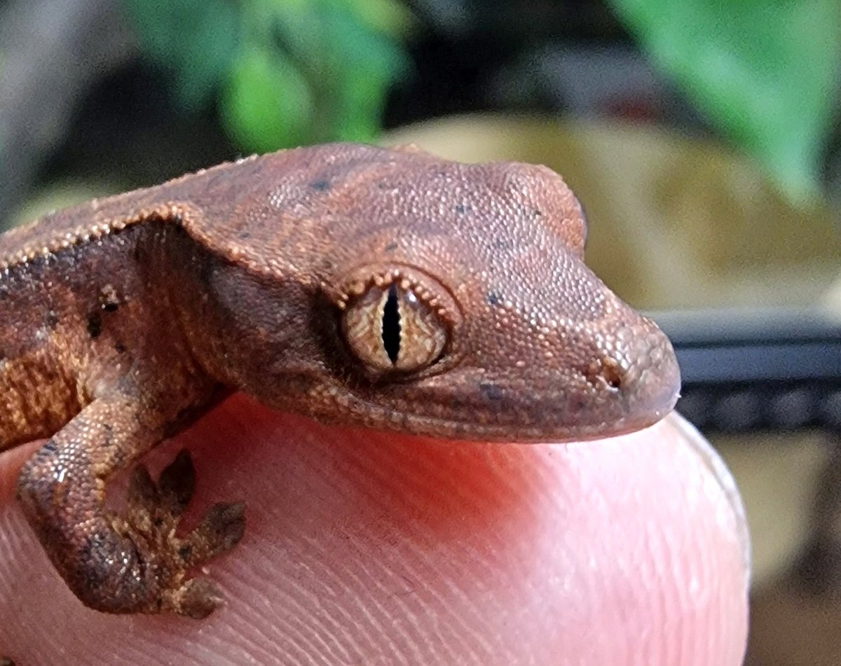 JungleJonathan's tweet photo. Very chuffed to find another newly-hatched baby crested gecko this morning! A really tiny cutie, weighing in at less than 2g. 🥰 https://t.co/LsP7bJyv2m