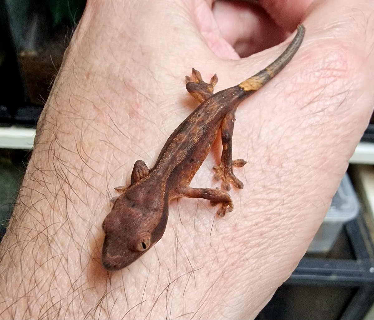 JungleJonathan's tweet photo. Very chuffed to find another newly-hatched baby crested gecko this morning! A really tiny cutie, weighing in at less than 2g. 🥰 https://t.co/LsP7bJyv2m
