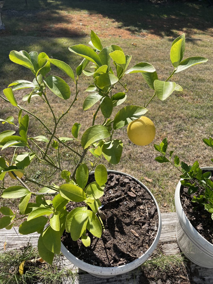 Marvin and Walter tweet media