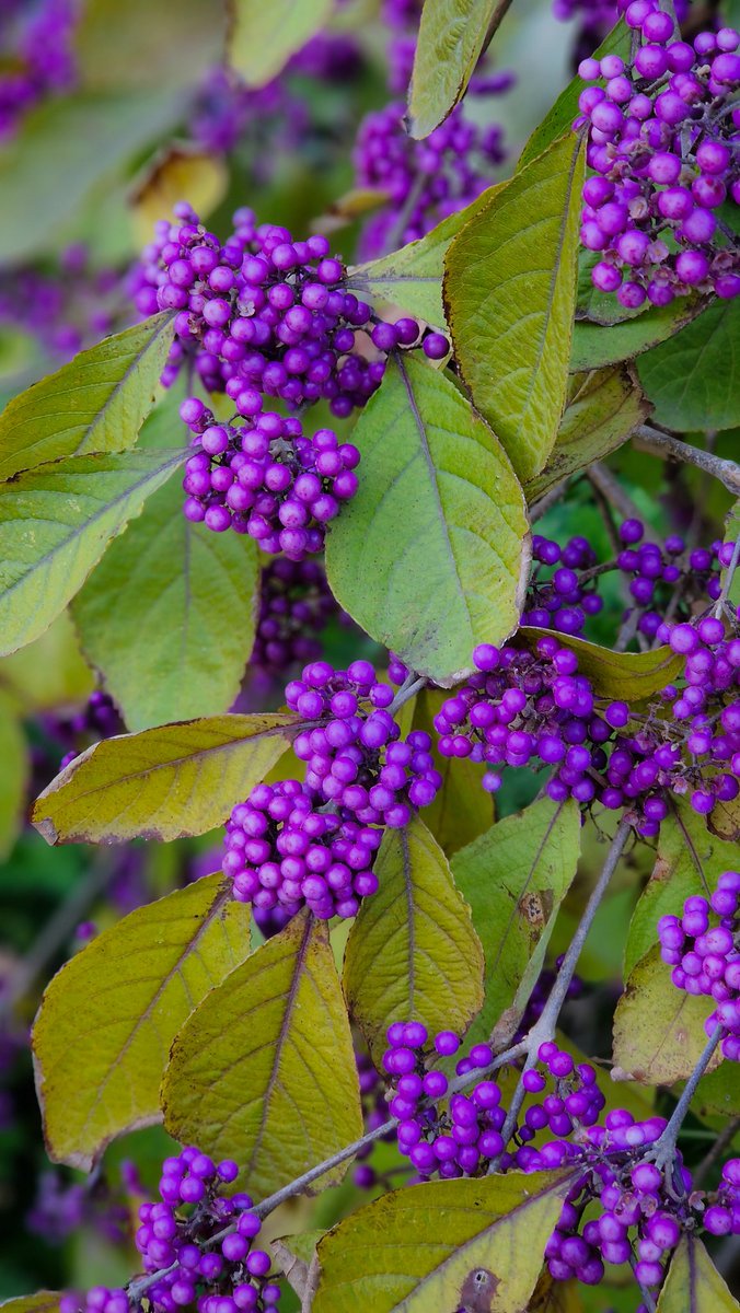 I just love the purple berries on Callicarpa 💜💜💜

#flowers #gardening