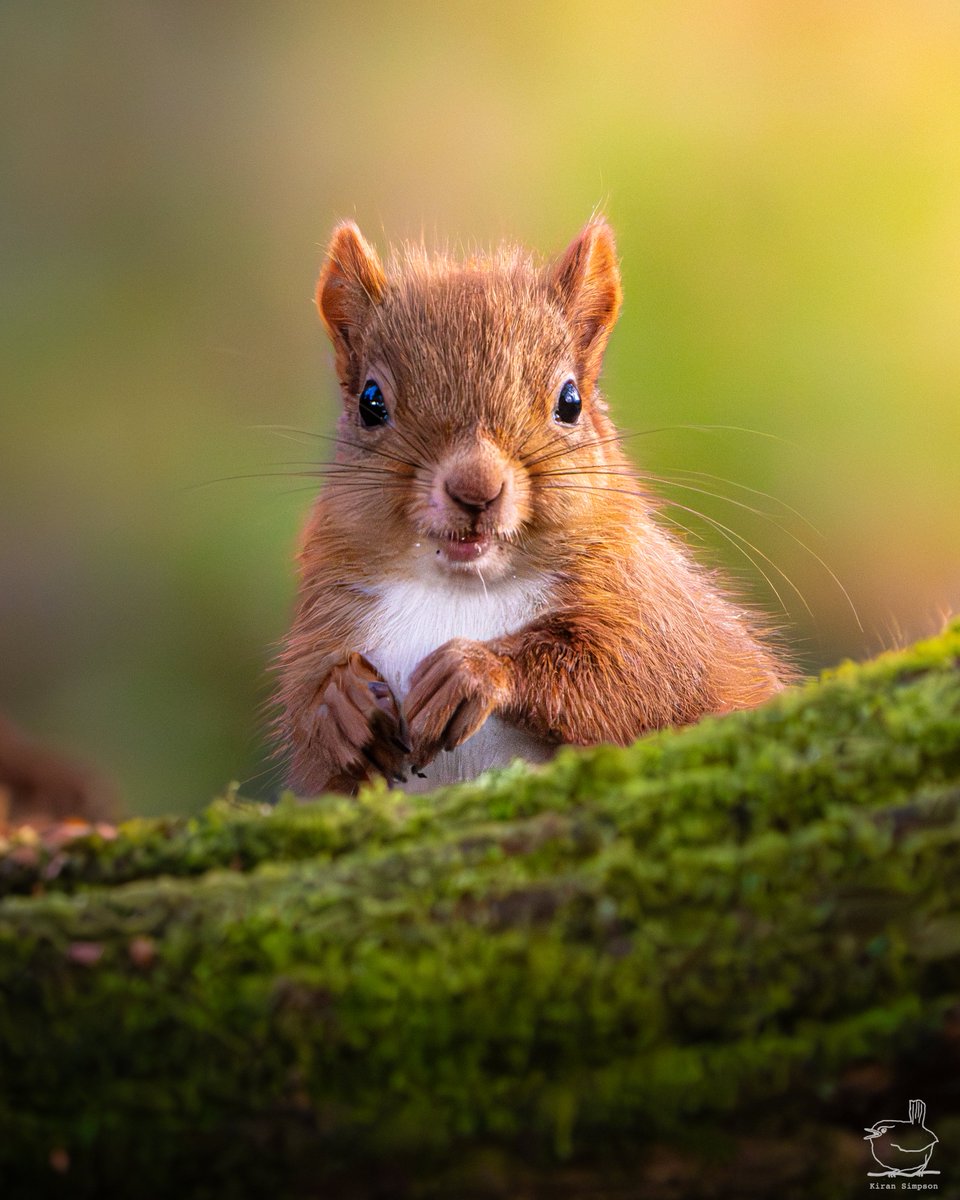 Kiran Simpson tweet media