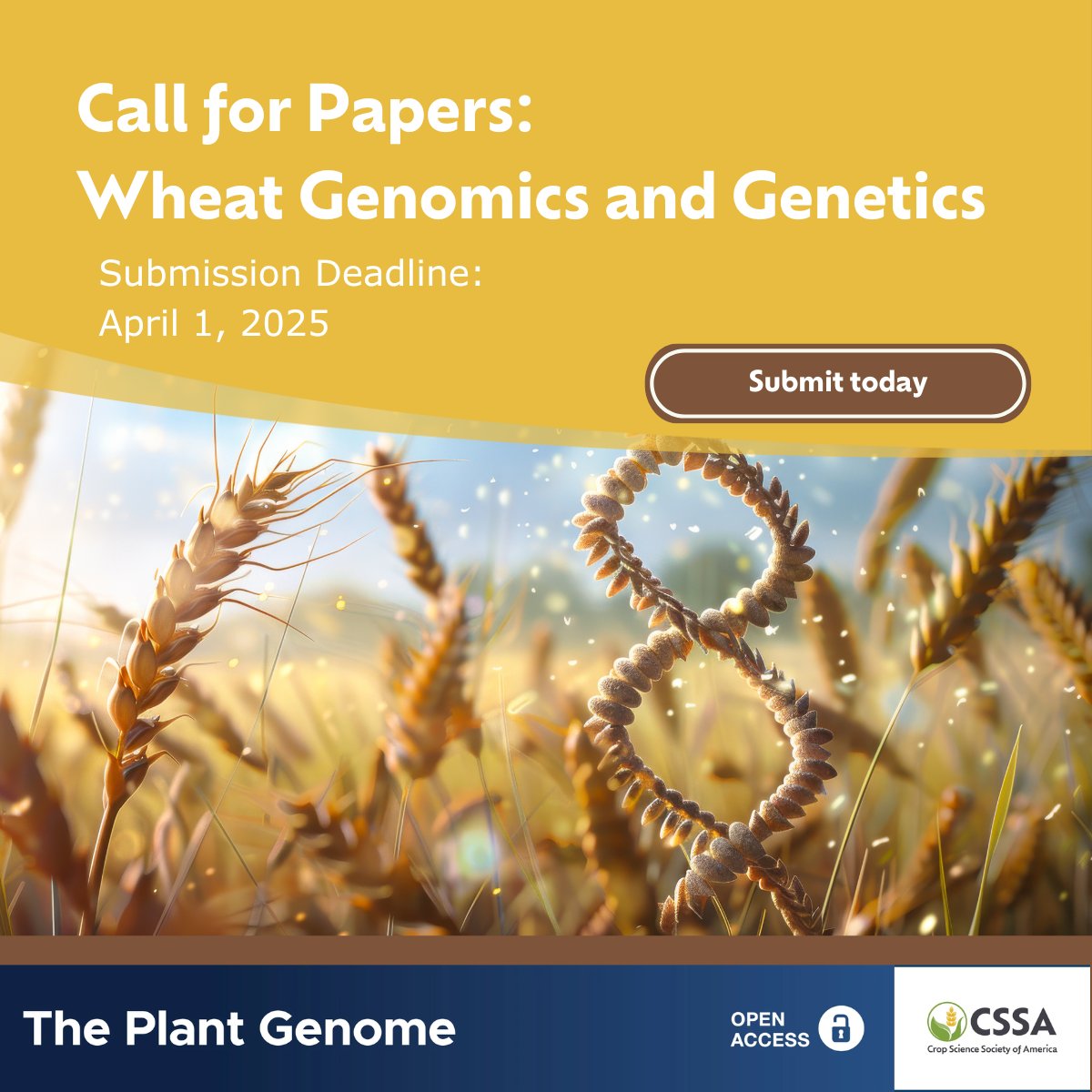 ASA_CSSA_SSSA's tweet photo. 👋 Call for Papers on Wheat Genomics! Submit by April 1, 2025: https://t.co/XROZSSAOdS 
#WheatGenomics #GeneticVariations #DNASequencing #GenomicStrategies https://t.co/kQxUfaDNSb