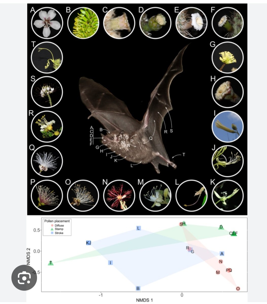 Sometimes there are these wow-moments during lecture prep! Look at how this bat's body is partitioned to carry pollen of so many coflowering species!! :-D doi.org/10.1186/s40693… #pollination #Chile #bats