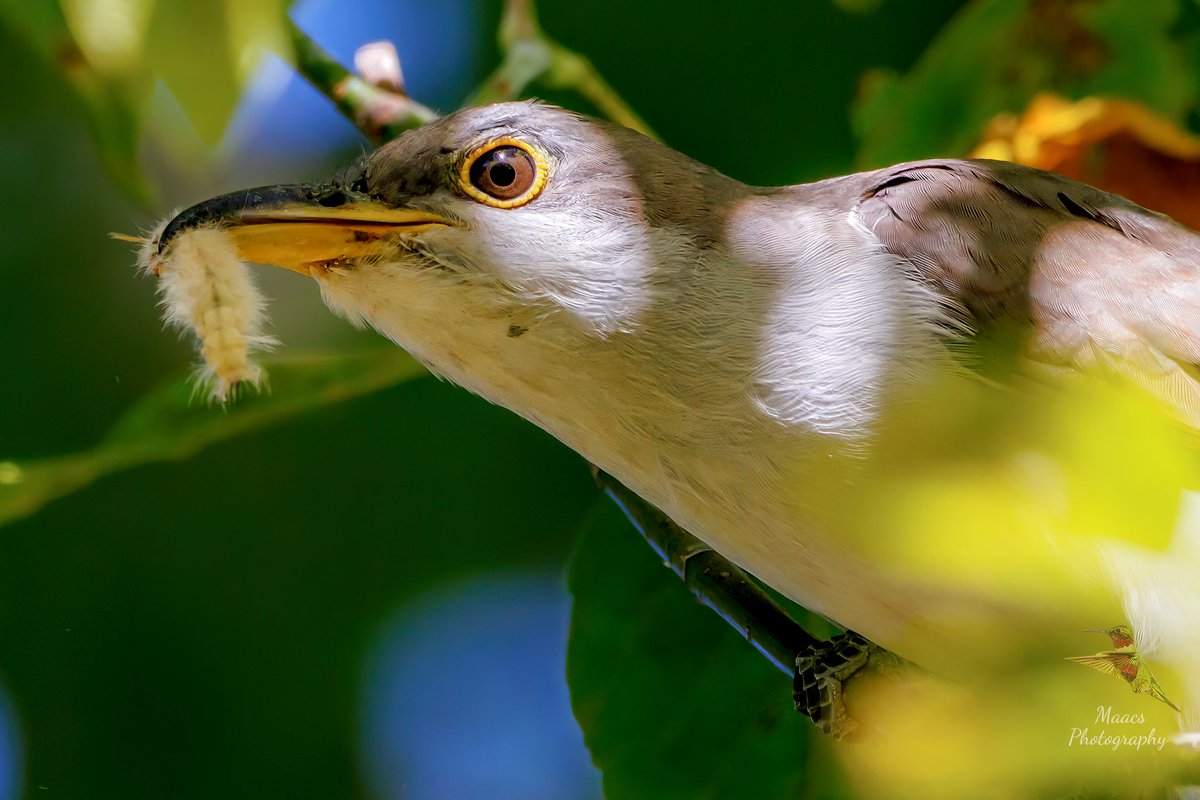 gone_mac's tweet photo. Yellow-billed Cuckoo (Coccyzus americanus) from sundays outting to Murphey Candler Park in Brookhaven GA.
#Canon EOS R7
Sigma 150-600mm C
#yellowbilledcuckoo #Coccyzusamericanus #stormcrow #raincrow #birdphotography #birdwatchers #ornithology #canonfavpic #ShotOnCanon https://t.co/oumaqI1PxC
