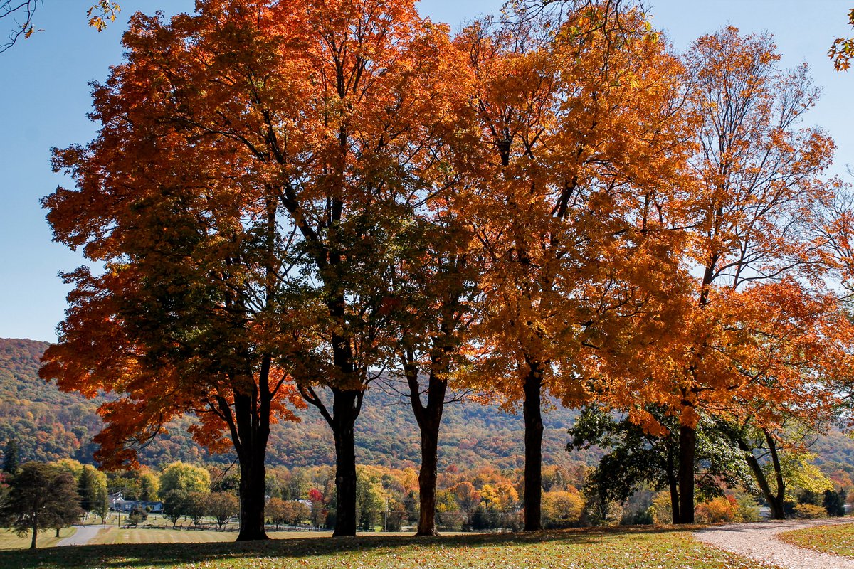 HFPAssociation's tweet photo. 🍁 Fall Magic is Unfolding in Harpers Ferry! 🍂

Seemingly overnight, the landscape of @HarpersFerryNPS has exploded with vibrant reds, oranges, and yellows, turning the park into a breathtaking autumn masterpiece!

Don’t forget to follow along for weekly updates! https://t.co/NFNycJEYHm
