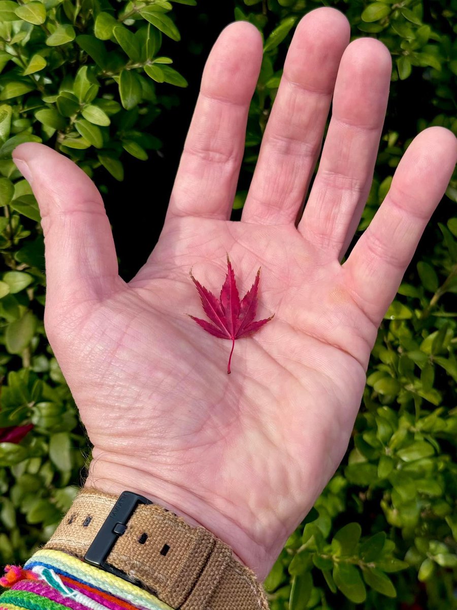 When you plant a Japanese Maple in your garden, there will come a time—every year—when you can hold the essence of #autum in the palm of your hand.