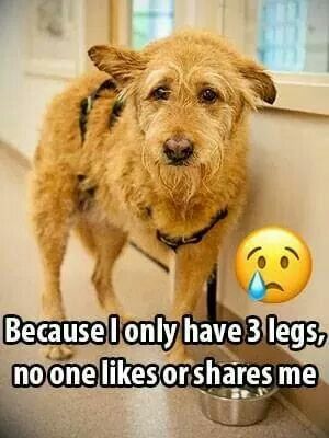 Because I only have 3 legs , No one  likes or shares me 🥺🥺