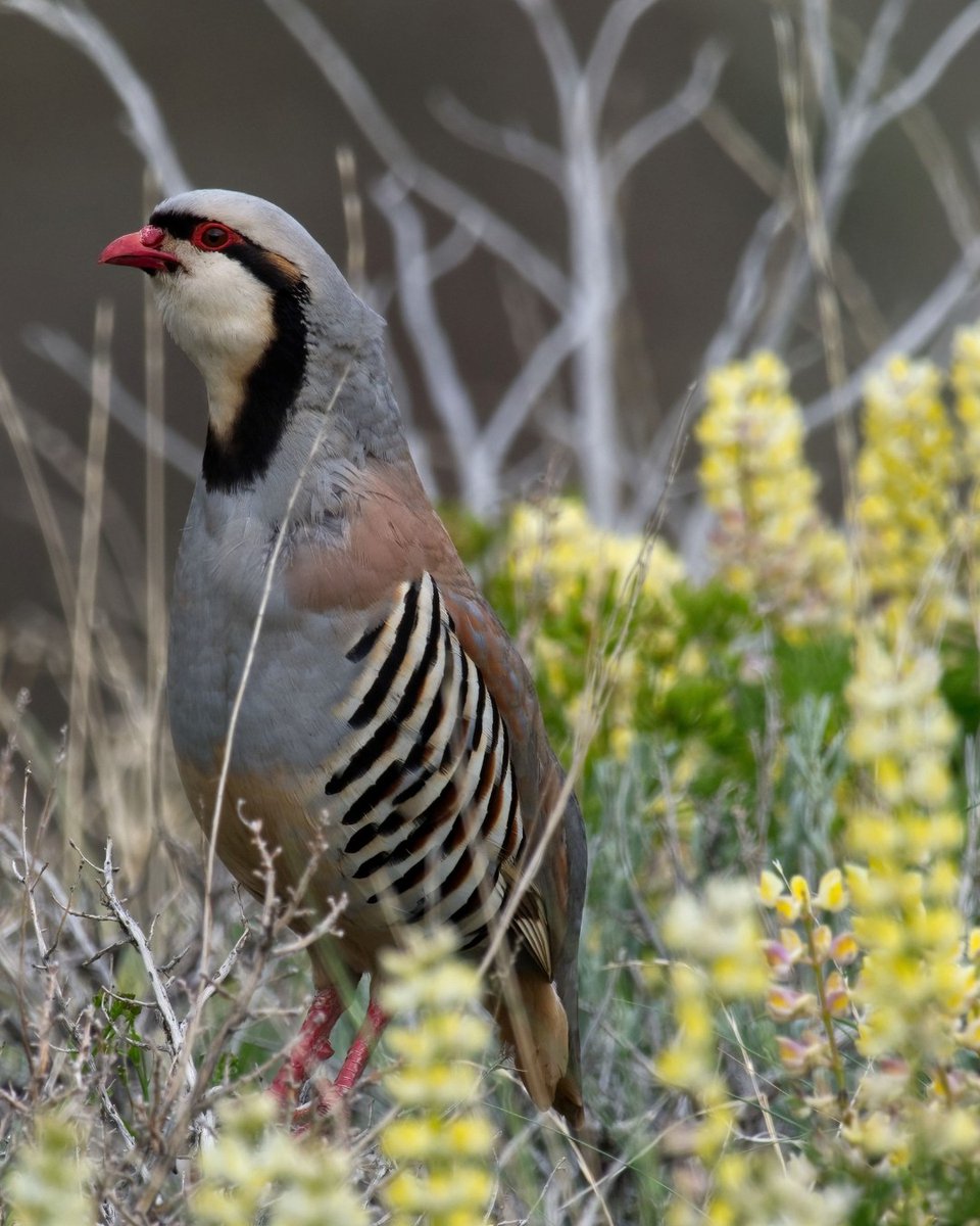BLM Oregon & Washington (@blmoregon) on Twitter photo A chukar partridge spotted in the lupins in the Steens Mountain Wilderness.
Originating in India, chukars were introduced to Oregon in 1951 to increase hunting opportunities. Today, it's the most harvested upland bird in Oregon, according to <a href="/MyODFW/">Oregon Department of Fish and Wildlife</a>
📸 Hal Sadofsky A chukar partridge spotted in the lupins in the Steens Mountain Wilderness.
Originating in India, chukars were introduced to Oregon in 1951 to increase hunting opportunities. Today, it's the most harvested upland bird in Oregon, according to <a href="/MyODFW/">Oregon Department of Fish and Wildlife</a>
📸 Hal Sadofsky