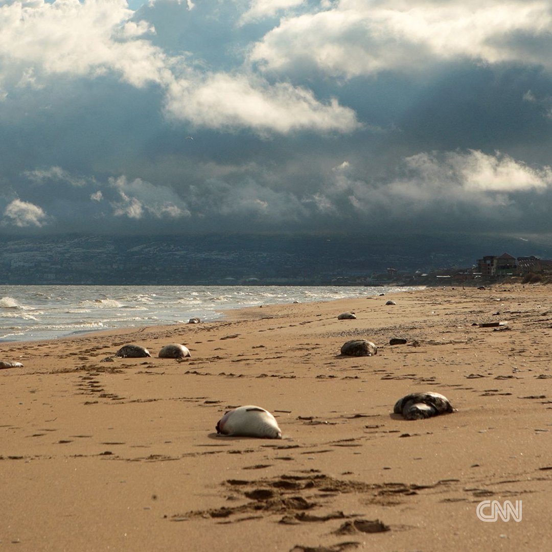 CNN International tweet media