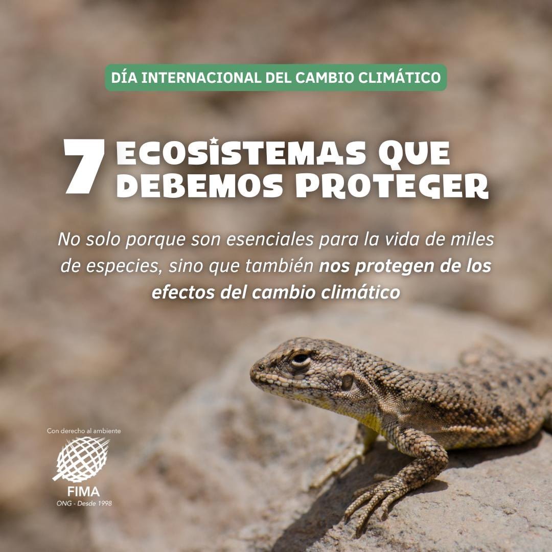 ¡Es el Día Internacional contra el Cambio Climático 🌎!

Y en este hilo te contamos 7 ecosistemas que debemos cuidar, no solo porque permiten la vida de miles de especies, sino porque nos protegen de los efectos del cambio climático 🌊🌪️