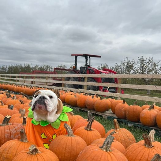 realbca's tweet photo. We love seeing @thebutlerblue enjoying pumpkin season! 🎃🎃
#godawgs #butlerbulldogs #butleruniversity #bulldogs https://t.co/uvZHZ3I52V