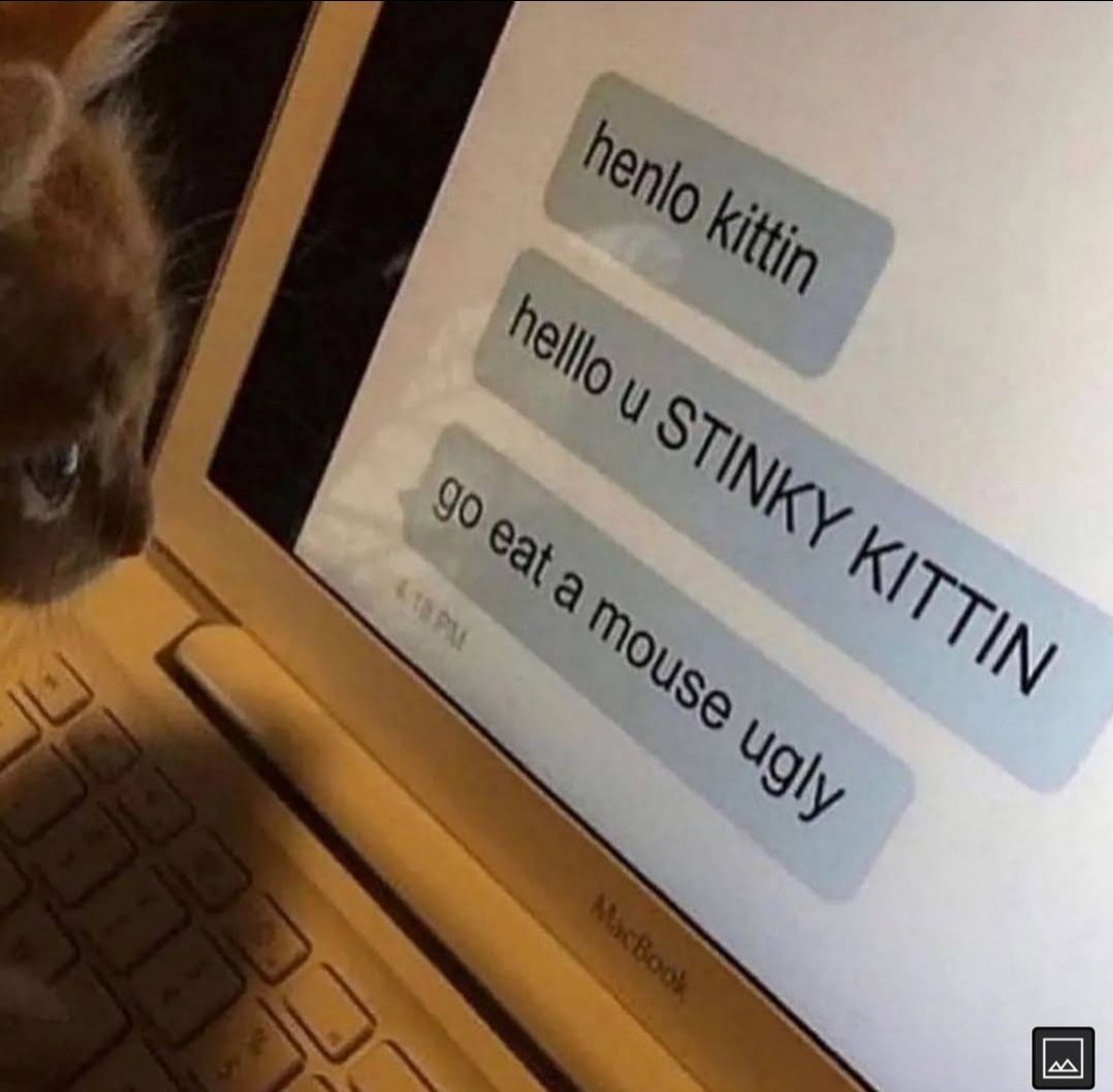 smol silly cat tweet media